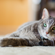 Illustration for article titled No Amount Of Training Could Have Prepared Cat For First Experience Seeing Mouse In Real Life